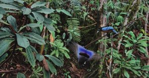 Art Print Blue Bird of Paradise