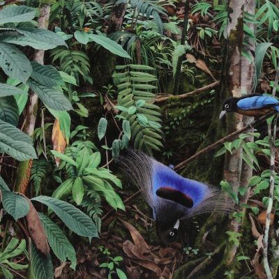 Art Print Blue Bird of Paradise