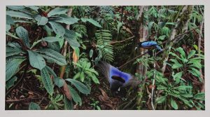 Art Print Blue Bird of Paradise