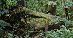 Art Print Vogelkop Superb bird of Paradise