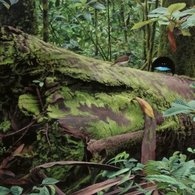 Art Print Vogelkop Superb bird of Paradise