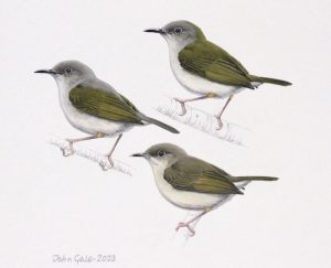 Green-backed Camaroptera
