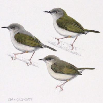 Green-backed Camaroptera