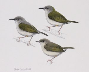 Green-backed Camaroptera