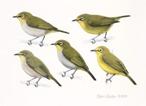 South African White-eyes