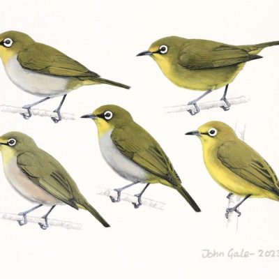 South African White-eyes