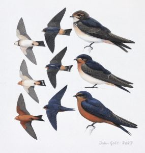 South African Swallows