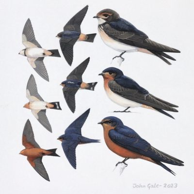 South African Swallows