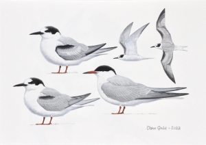 Common tern