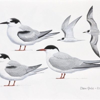 Common tern