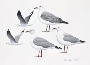 Hartlaub's Gull