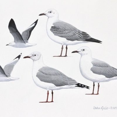 Hartlaub's Gull