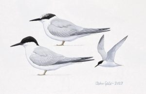 Damara tern