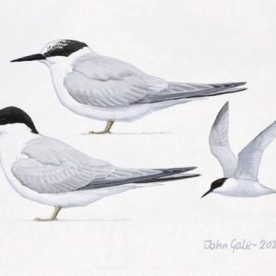 Damara tern