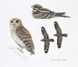 Vermiculated fishing owl and Rufous cheeked Nightjar