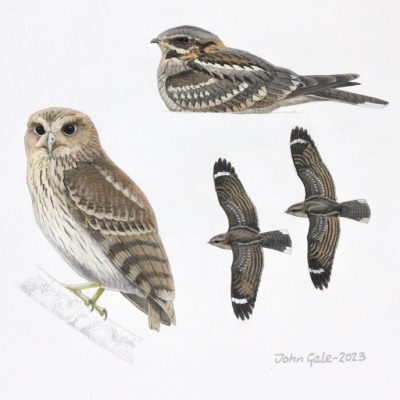 Vermiculated fishing owl and Rufous cheeked Nightjar