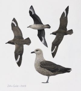 Skuas