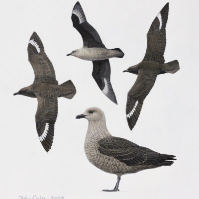 Skuas