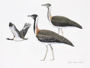 Ludwig's Bustard