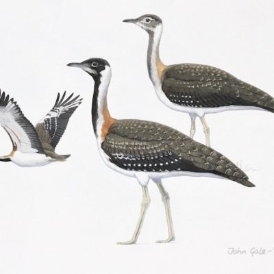 Ludwig's Bustard