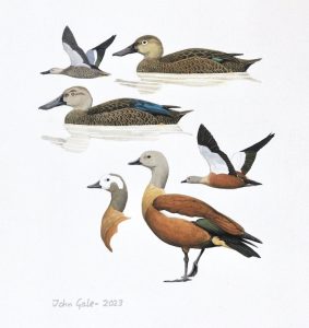 Cape shelduck