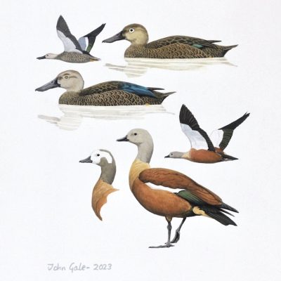 Cape shelduck