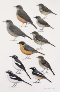 South Africa Thrushes and Robin-chats