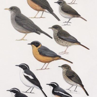 South Africa Thrushes and Robin-chats