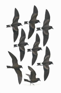 Band-rumped Storm-petrels