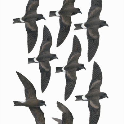Band-rumped Storm-petrels