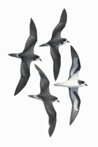 Bermuda petrel fine art print