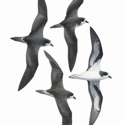 Bermuda petrel fine art print