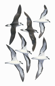 Black-capped Petrel fine art print