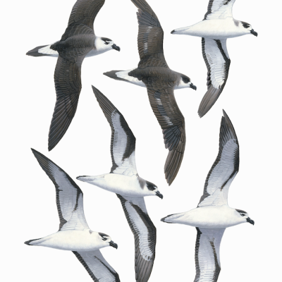 Black-capped Petrel fine art print
