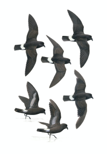 European Storm-petrel, fine art print