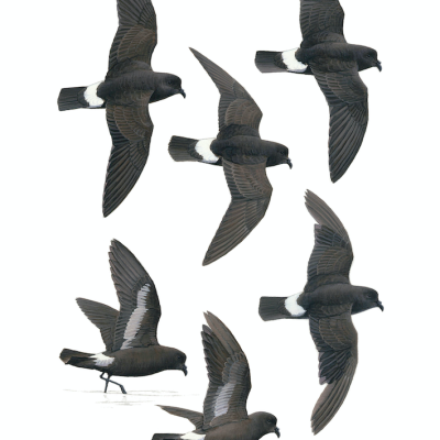 European Storm-petrel, fine art print