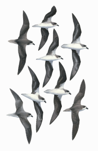 Fea's Petrel and Desertas Petrel