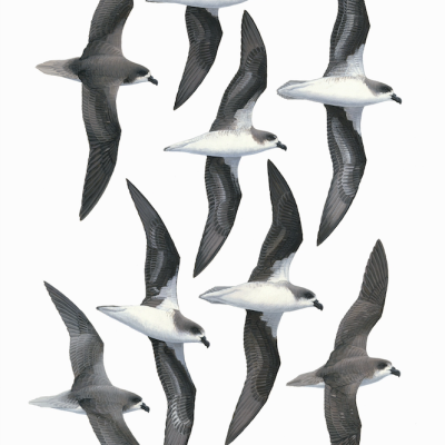 Fea's Petrel and Desertas Petrel
