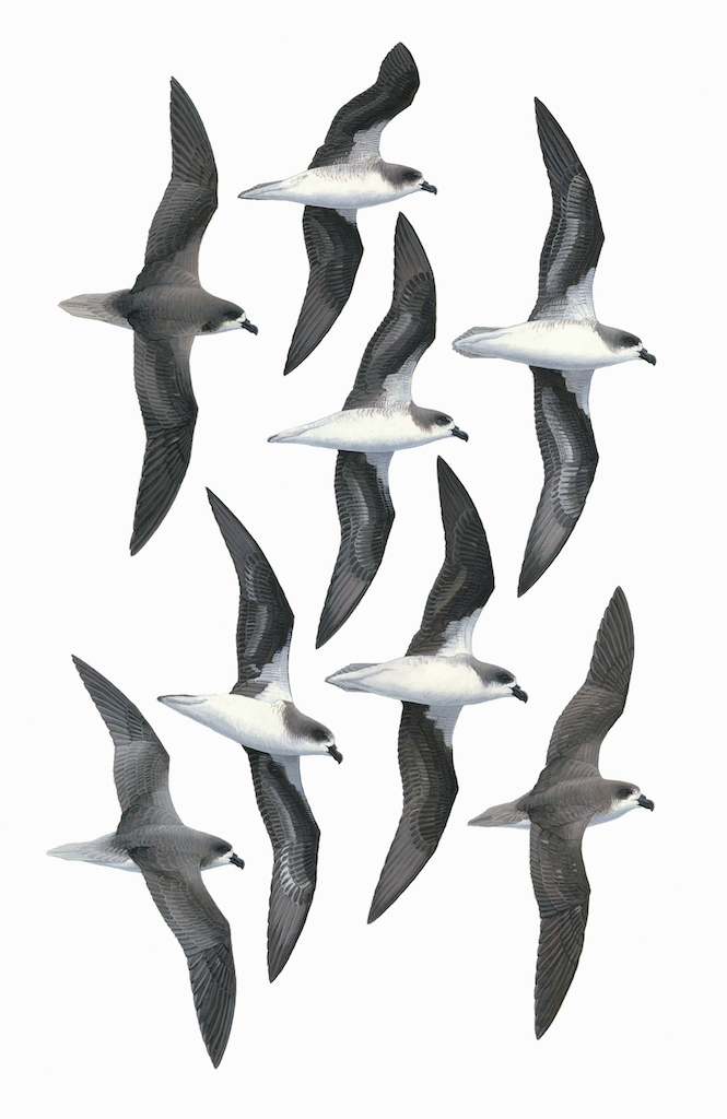 Fea's Petrel and Desertas Petrel