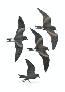 Leach' Storm-petrel, fine art print