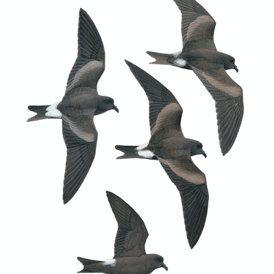 Leach' Storm-petrel, fine art print
