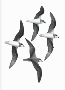Soft-plumaged Petrel, original illustration artwork