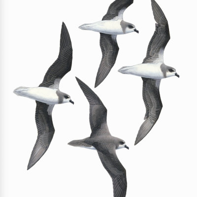 Soft-plumaged Petrel, original illustration artwork