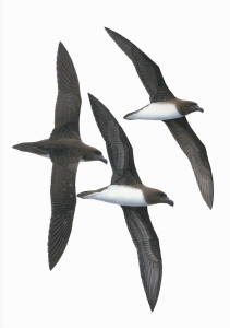 Original illustration artwork Tahiti Petrel