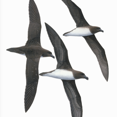 Original illustration artwork Tahiti Petrel