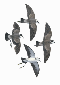 White-faced Storm-petrel, fine art prints