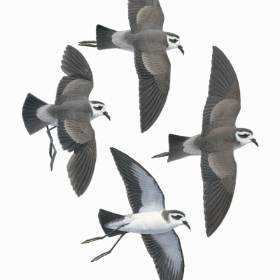 White-faced Storm-petrel, fine art prints