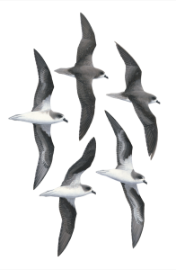 Zino's Petrel fine art print