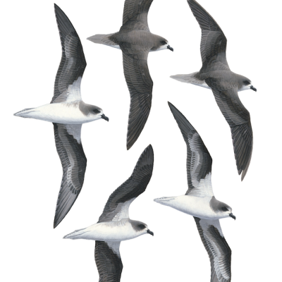 Zino's Petrel fine art print